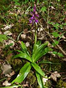 Orchis mascula 'purpurea'